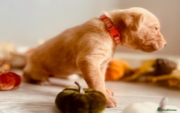 Labrador Retriever dogs for sale: Yellow Labrador Puppies - Image 32