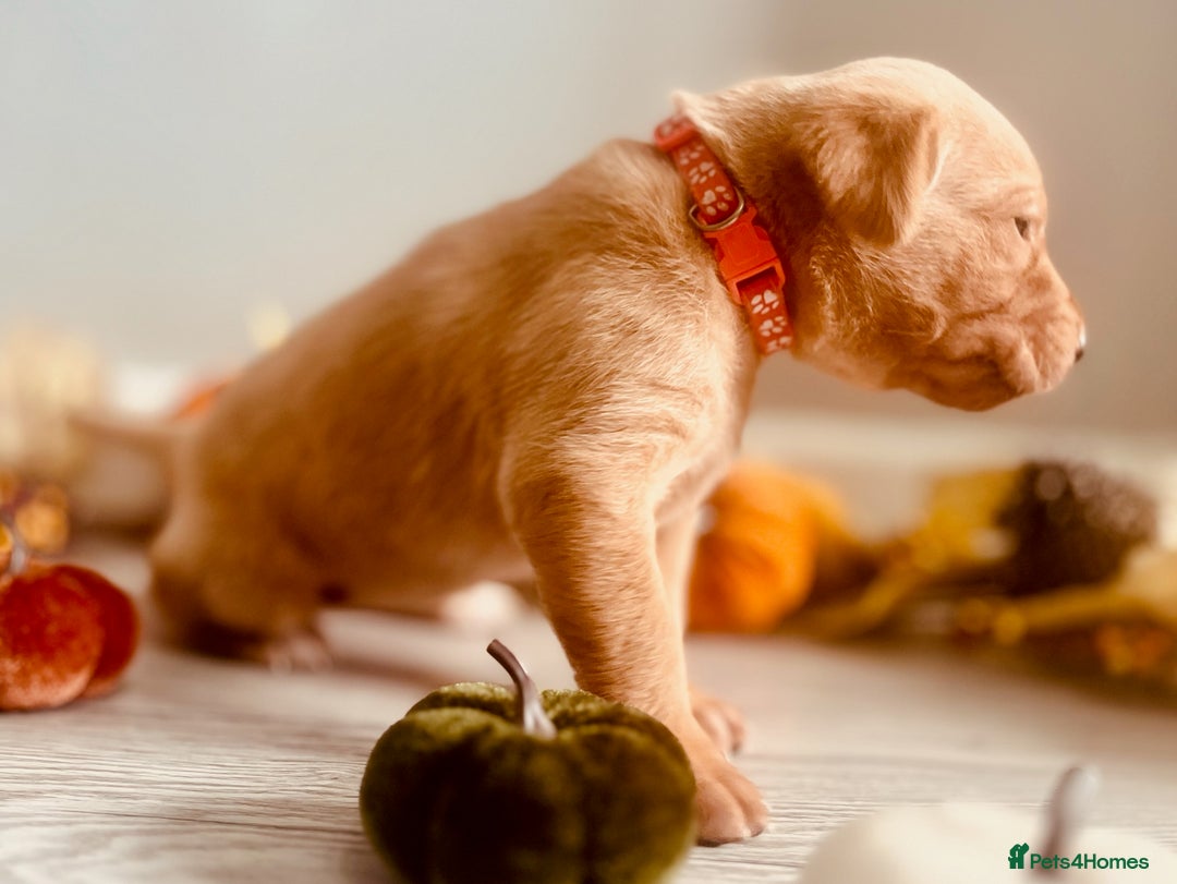 Labrador Retriever dogs for sale: Yellow Labrador Puppies - Image 32