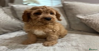 Cavapoo dogs - Advert 4