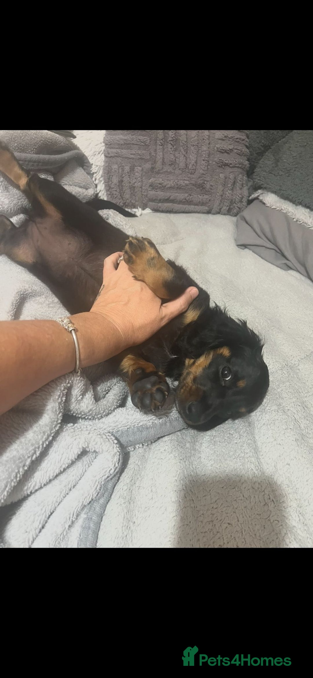 Miniature Dachshund dogs for sale: Adorable miniature dachshund long hair fully vac - Image 7