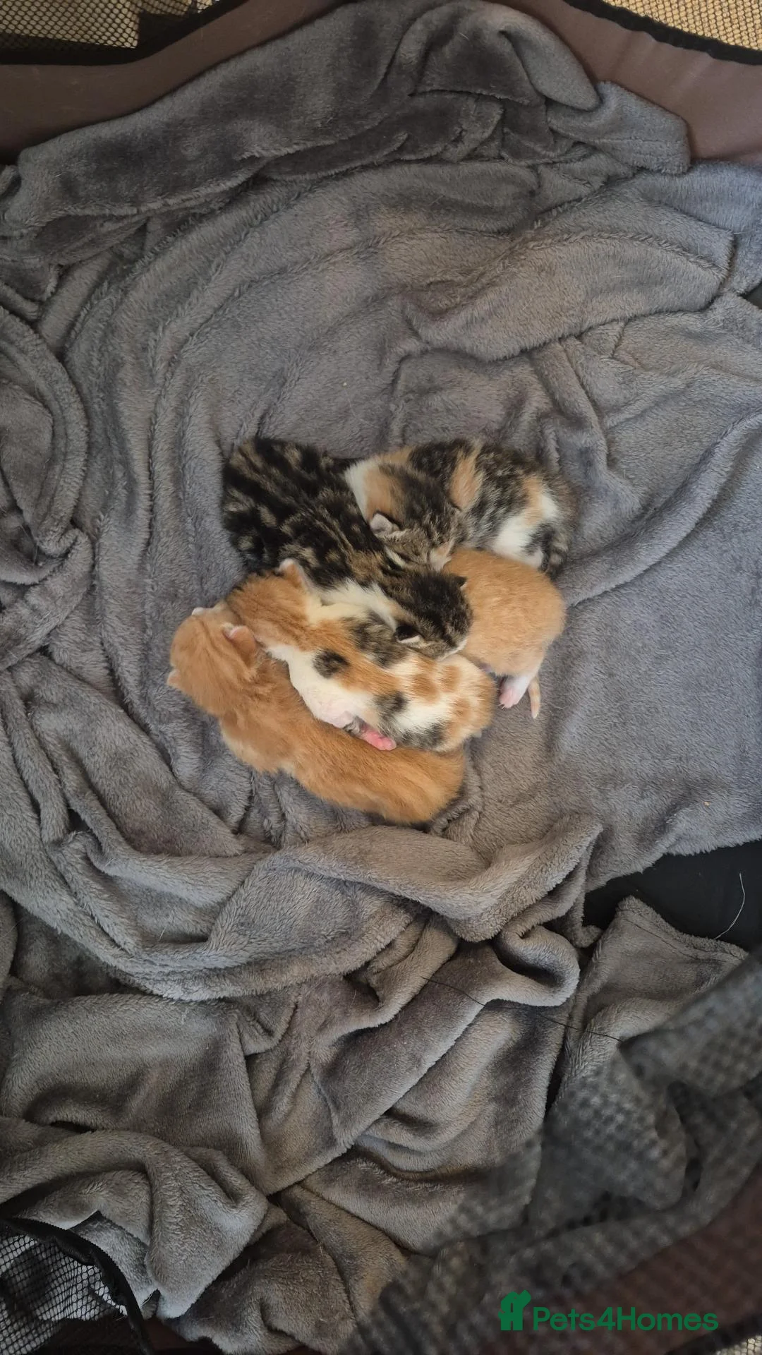 Mixed Breed cats for sale: Kittens 😸 - Advert 6