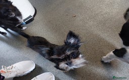 Chorkie dogs for sale: Chorkis pup  - Image 2