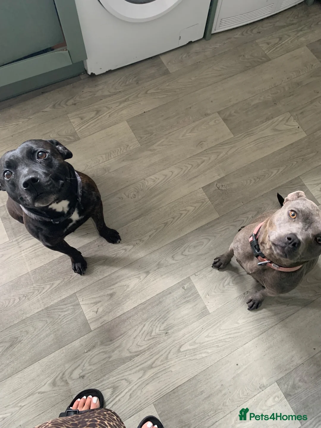 Staffordshire Bull Terrier dogs for sale: 5 staffy puppies for sale - Advert 8