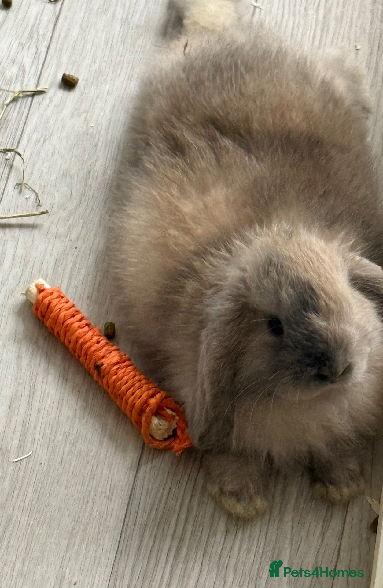 Mini Lop rabbits gorgeous babies   Three girls one boy💙🐰 - Advert 2