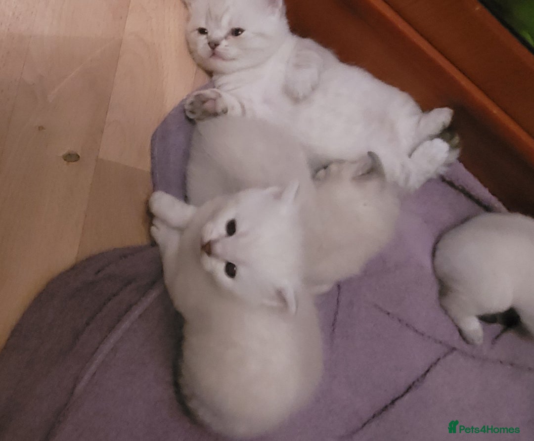 Scottish Fold cats for sale: Scottish fold kittens with blue eyes  - Image 18