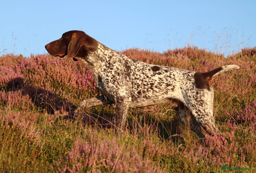 German Shorthaired Pointer dogs for stud: Excellent example Gsp kc and health tested. STUD in Lancaster - Advert 20