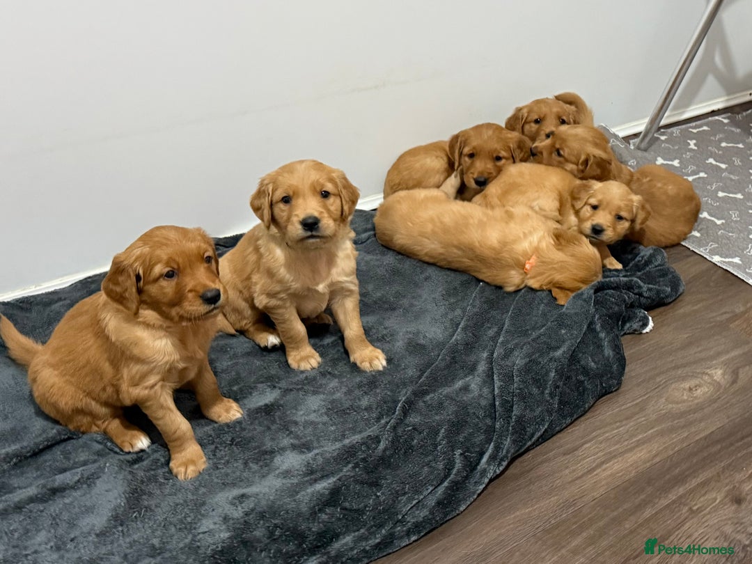 Golden Retriever dogs for sale: Dark Red Golden Retriever Pups Ready 1st November - Image 21
