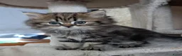 Mixed Breed cats for sale: Stunning BSH x Chinchilla Persian kittens Boy&Girl - Advert 5