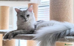 Maine Coon cats for sale: Beautiful NEUTERED girl XXL - Image 1