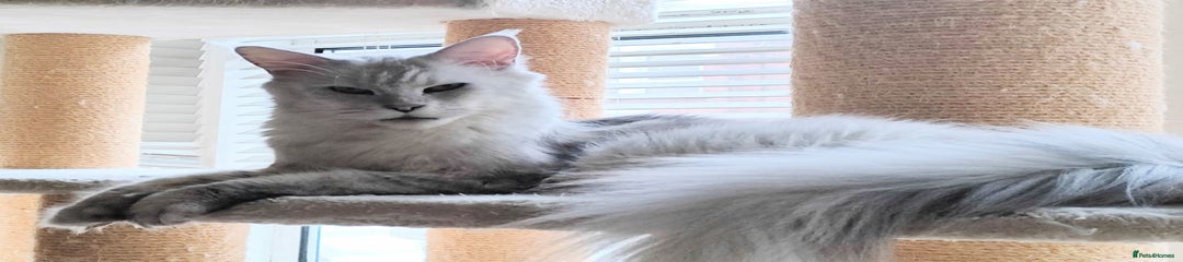 Maine Coon Girl