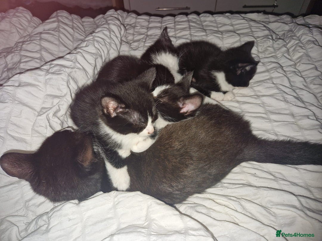 British Shorthair cats for sale: Gorgeous kittens. Boys/girls Can deliver. £60 ono - Advert 4