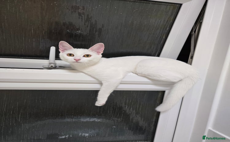 Mixed Breed cats - Advert 1