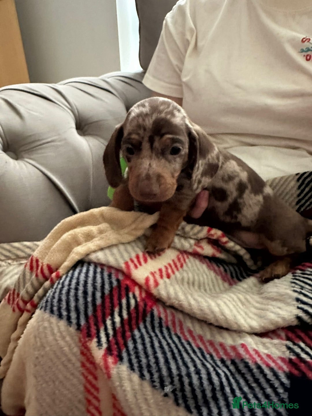 Miniature Dachshund dogs for sale: Miniature dachshund  - Image 17