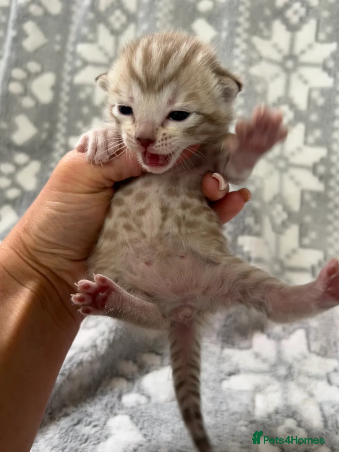 Bengal cats for sale: Top Pedigree Bengal Kittens - Advert 18