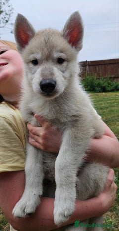 Northern Inuit dogs - Advert 1