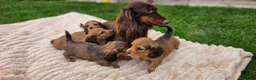 Miniature Dachshund dogs for sale: Miniature longhaired dachshund shaded cream girls in Cambridge - Advert 29
