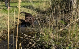 Labrador Retriever dogs for stud: Proven KC Reg Labrador health tested stud in Olney - Image 9