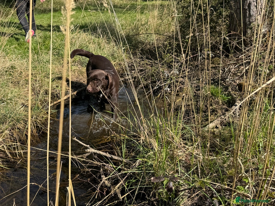 Labrador Retriever dogs for stud: Proven KC Reg Labrador health tested stud in Olney - Image 9