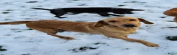 Labrador Retriever dogs for sale: Lovely KC reg, health tested yellow Labrador  - Advert 8