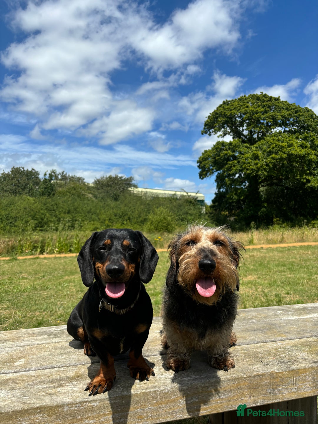 Dachshund dogs for sale: Dachshund  - Image 12