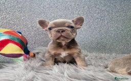 French Bulldog dogs for sale: Quality french bulldog puppies  - Image 5