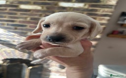 Miniature Dachshund dogs for sale: long haired miniature dachshund puppies - Image 7