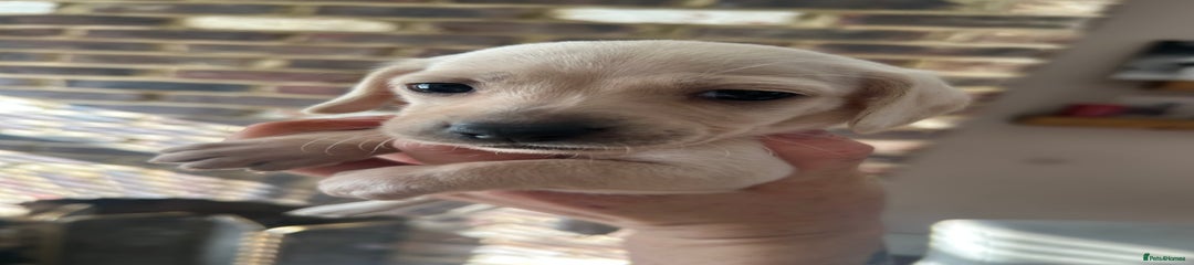 Miniature Dachshund Puppy 3