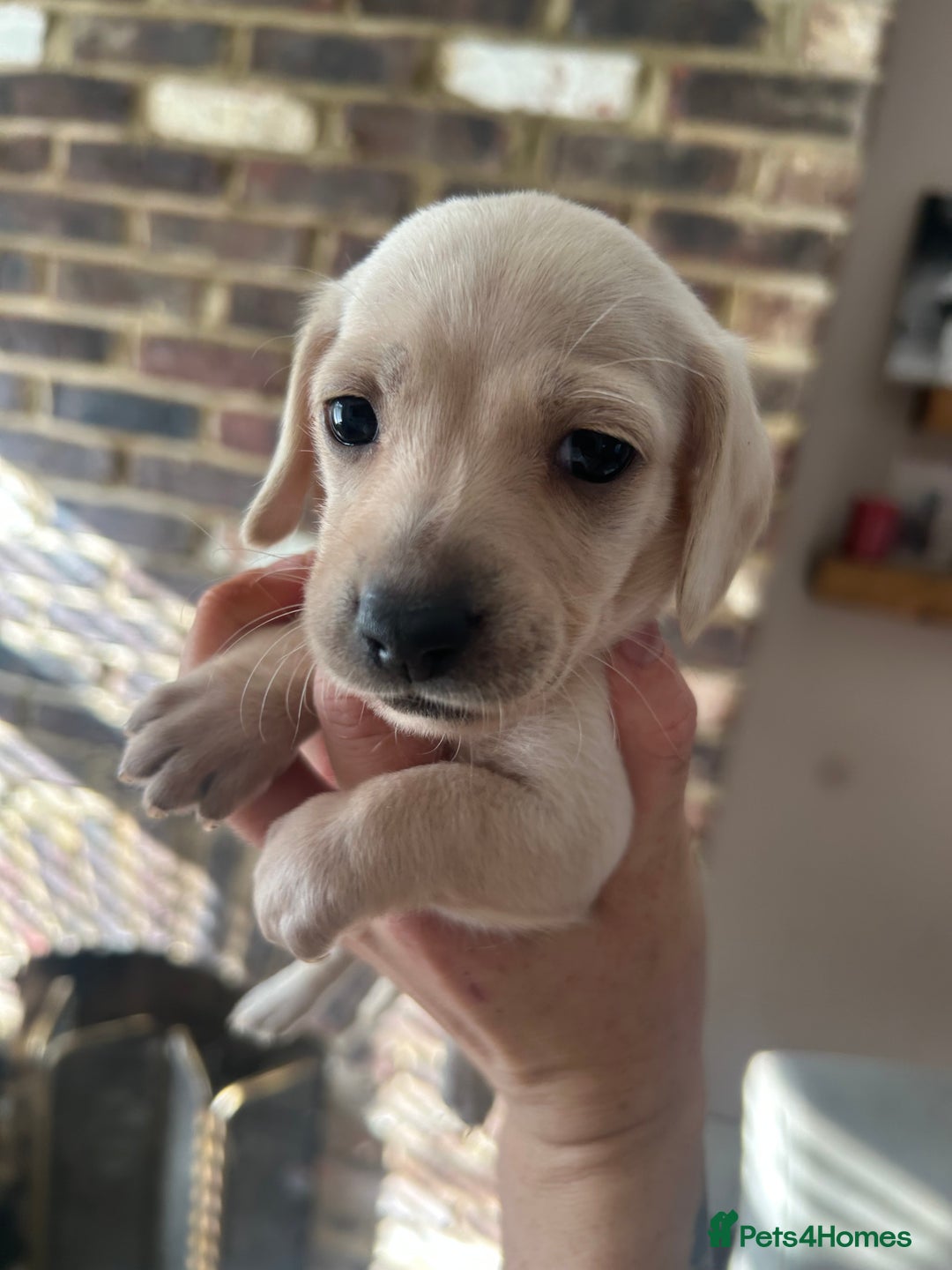 Miniature Dachshund dogs for sale: long haired miniature dachshund puppies - Image 7