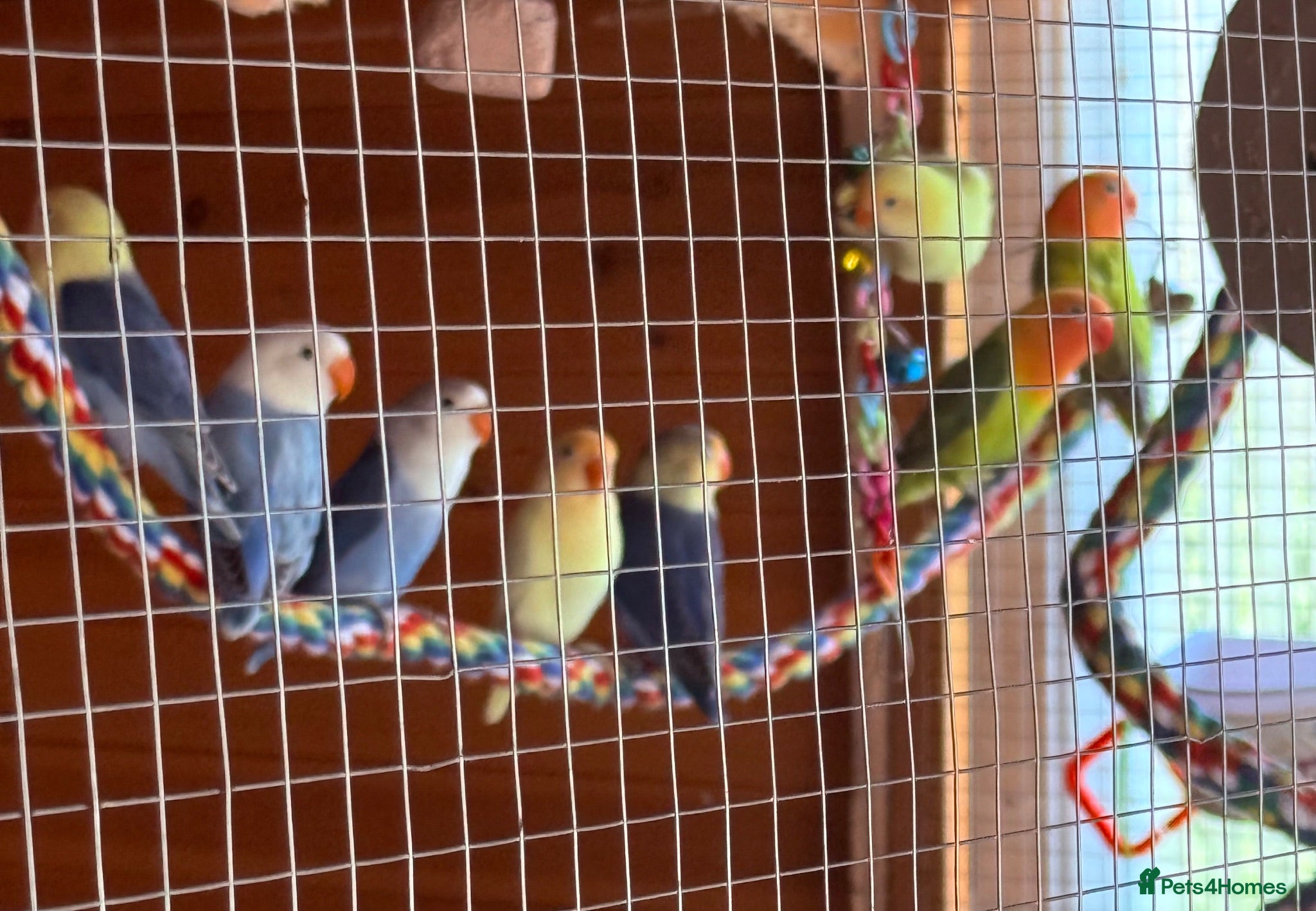 Lovebirds birds  5 Beautiful coloured 13 week old lovebirds  - Advert 2