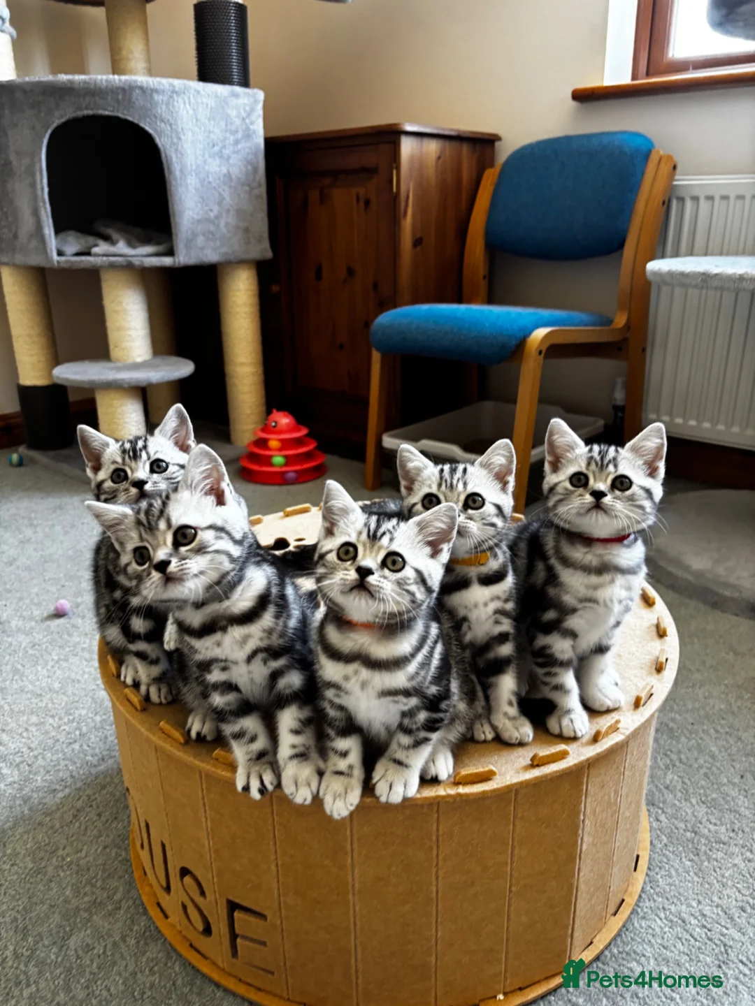 British Shorthair cats for sale: 💙❤️ GORGEOUS PEDIGREE SILVER TABBY BSH ❤️💙 - Advert 21