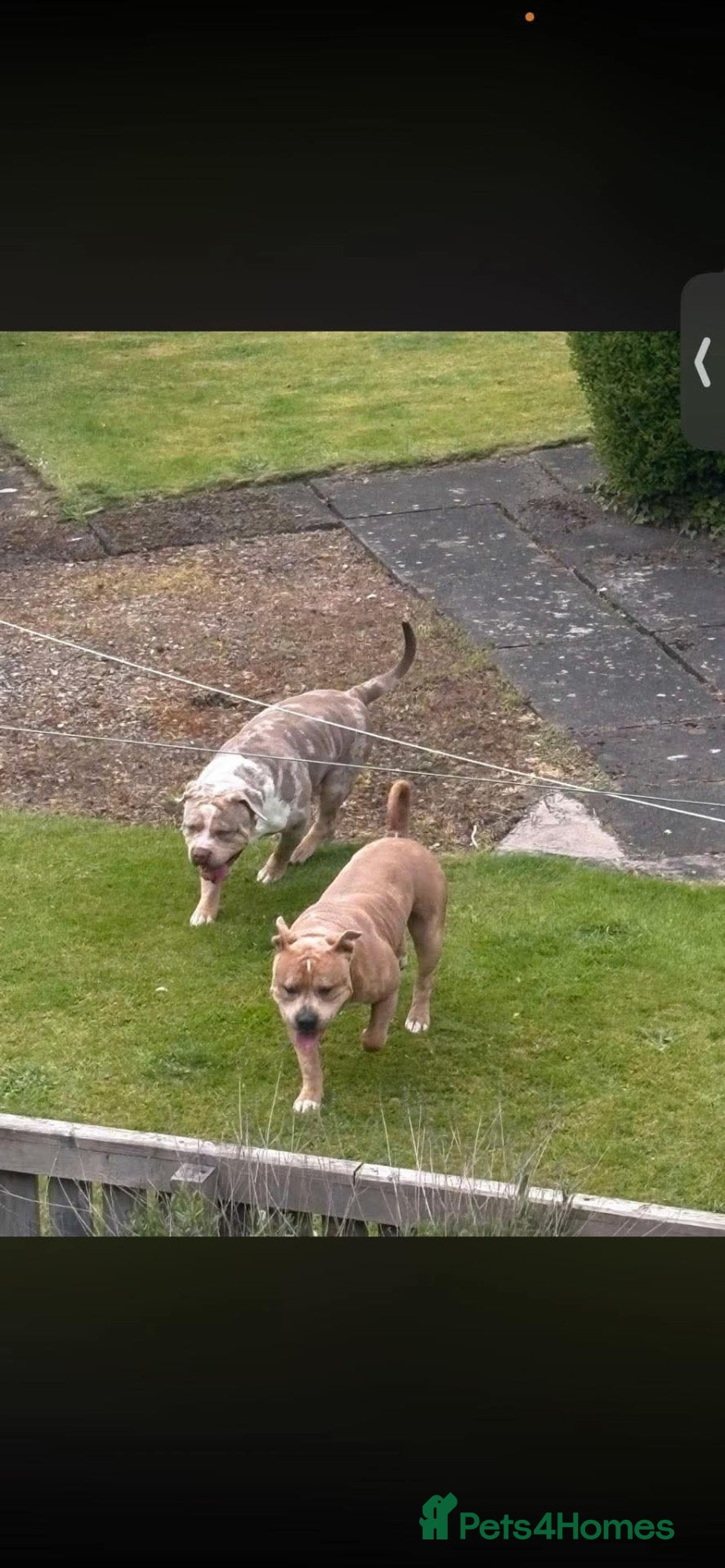American Bull Staffy dogs 2 Brothers For Sale - Advert 6