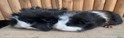 Guinea Pig rodents for sale: Baby sows - Advert 4