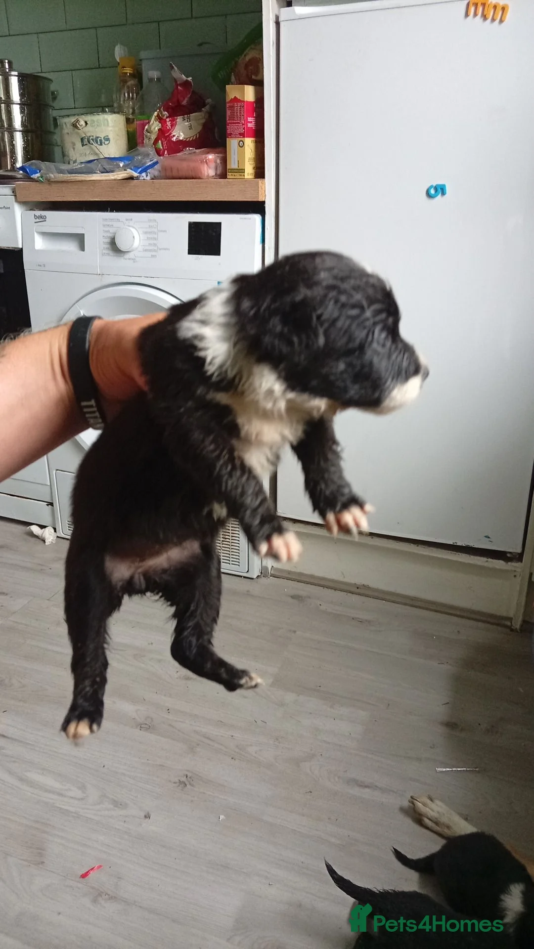 Border Collie dogs for sale: Border collie pups with charicter in Ilkley - Advert 2