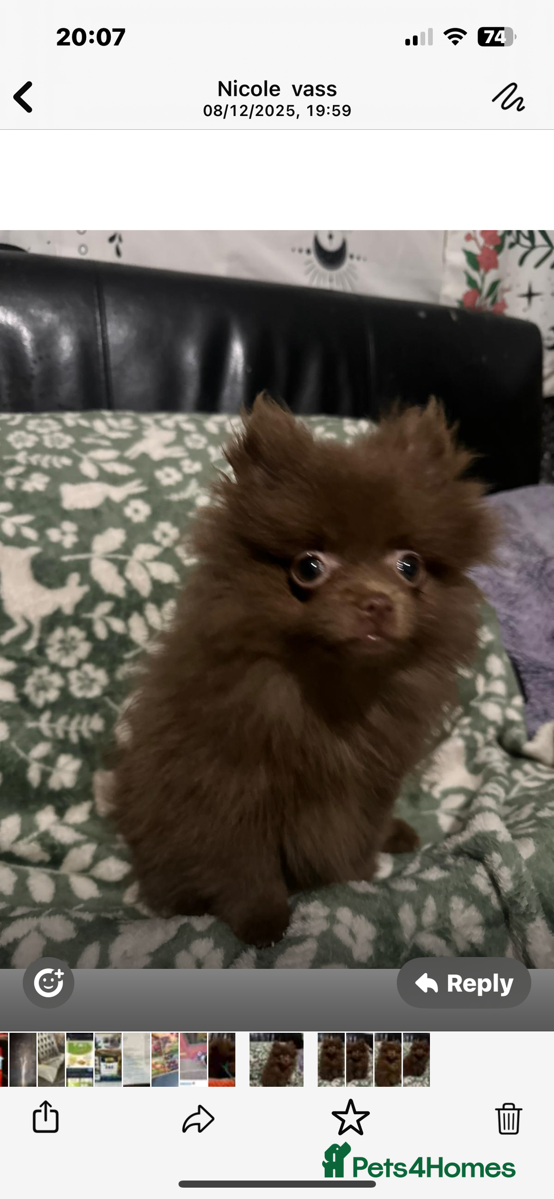 Pomeranian dogs for sale: 1 little girl  - Advert 3