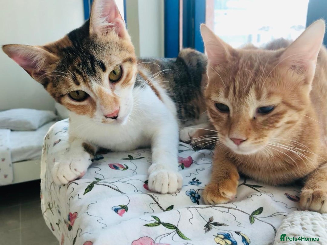 Mixed Breed cats for adoption: TALULA RARE GINGER GIRL & CALLIE 6M BONDED GIRL  - Image 9