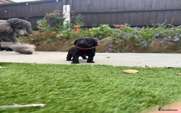Labradoodle dogs for sale: Labradoodles  - Image 8