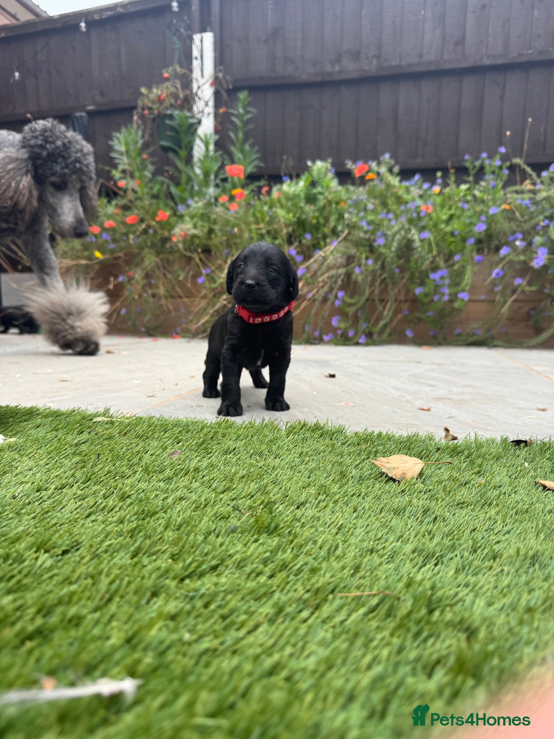 Labradoodle dogs for sale: Labradoodles  - Image 8