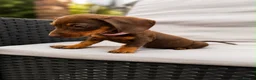 Miniature Dachshund dogs for sale: Exceptional Miniature Dachshund Puppies  in Romford - Advert 2