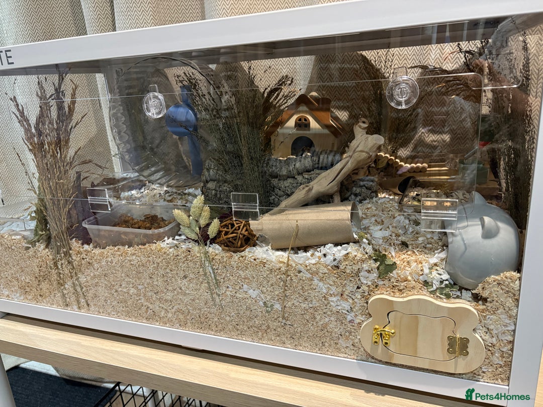 Hamster rodents for sale: Male Syrian Hamster - Advert 3