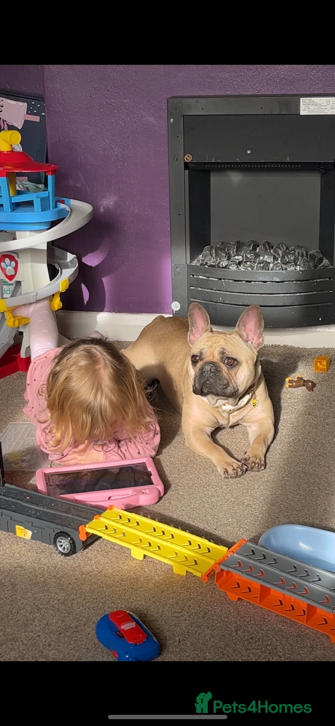 French Bulldog dogs for sale: Female French bulldog - Advert 2