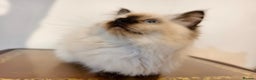 Ragdoll cats for sale: Beautiful Ragdoll Kittens Ready for Sale! - Advert 15