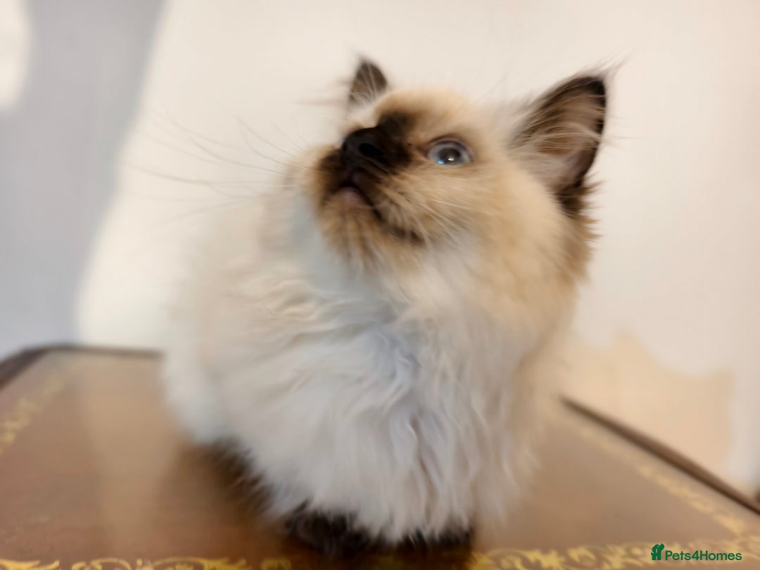 Ragdoll cats for sale: Beautiful Ragdoll Kittens Ready for Sale! - Advert 15
