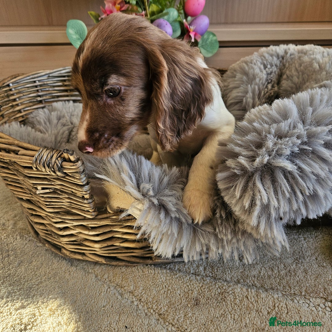 Cocker Spaniel dogs for sale: Stunning mix of working type cocker spaniels  - Advert 23
