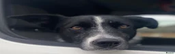 Border Collie dogs for stud: Dual registration border collie for stud  - Advert 3