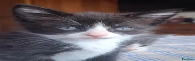 Mixed Breed 1