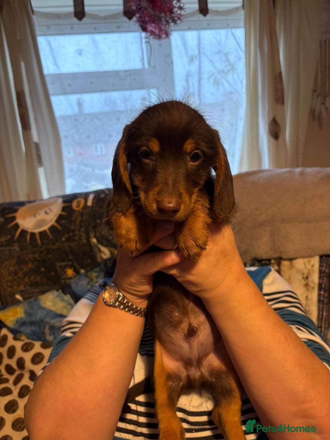 Mixed Breed dogs for sale: Beautiful Dorkie puppies Ready Now!! - Advert 13