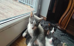 Mixed Breed cats for sale: 🐾 Kittens Ready for Their Forever Homes 🐾 - Image 3