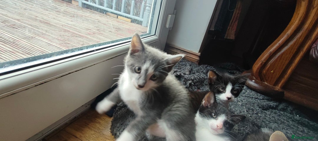 Mixed Breed cats for sale: 🐾 Kittens Ready for Their Forever Homes 🐾 - Image 3