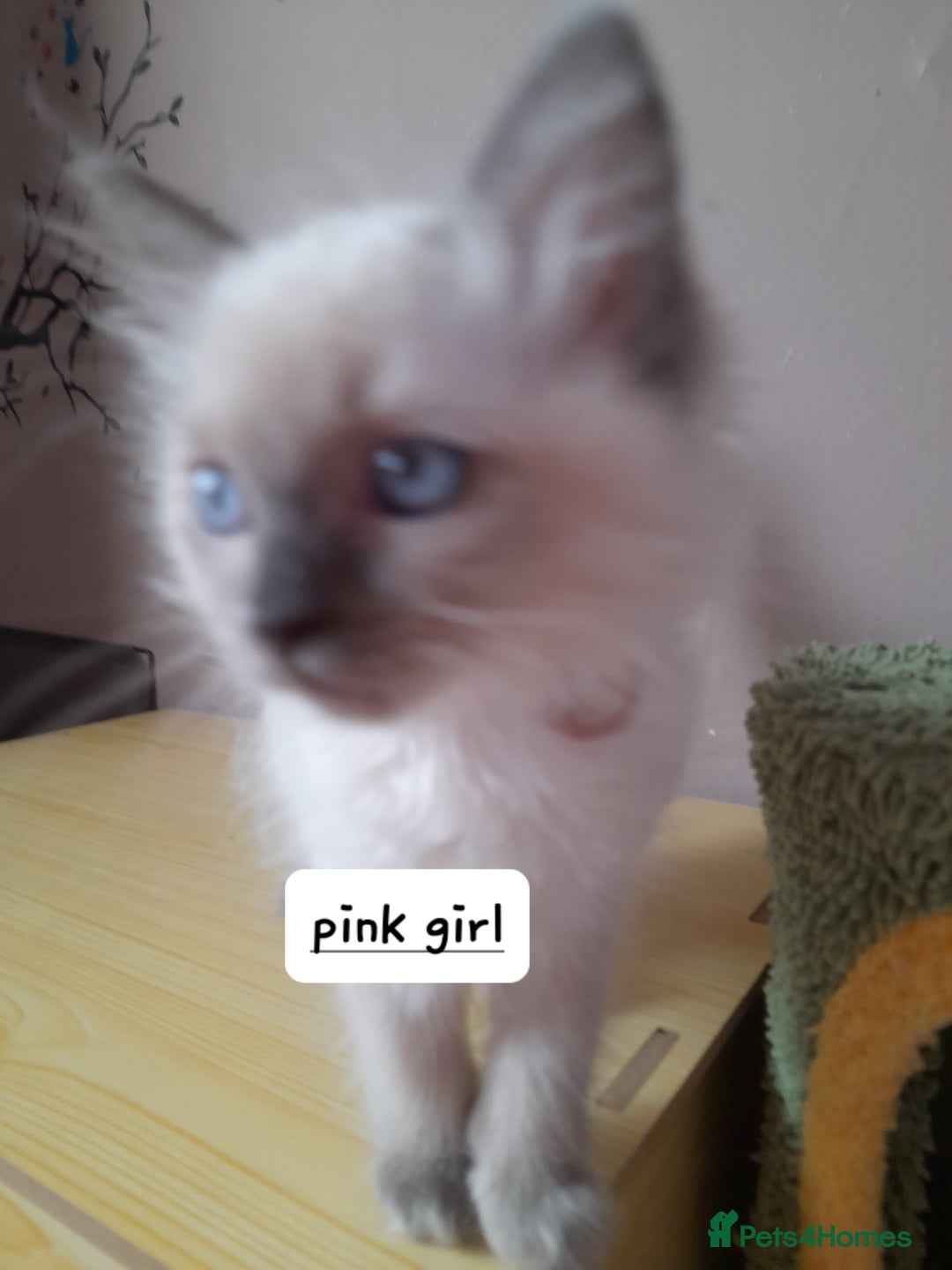 Ragdoll cats for sale: Gorgeous ,confident ragdolls stunning  - Image 26