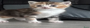 Mixed Breed Kitten 2